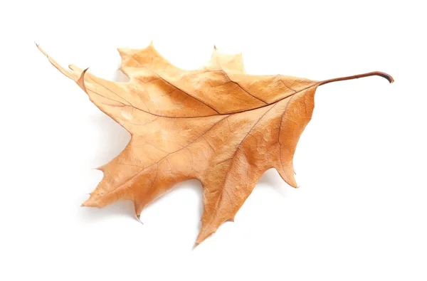 Prachtig Herfstblad Witte Achtergrond Loof Herfst — Stockfoto