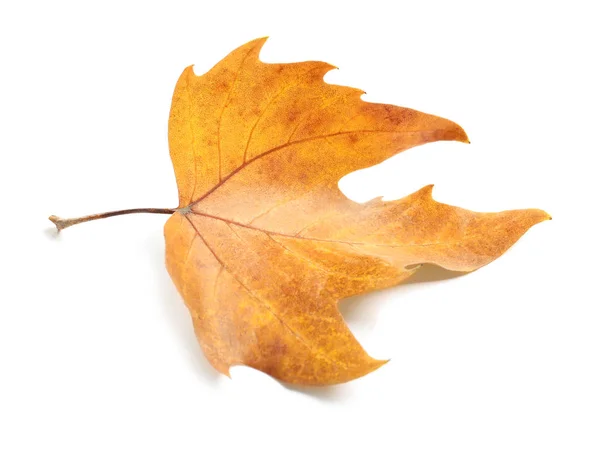 Prachtig Herfstblad Witte Achtergrond Loof Herfst — Stockfoto