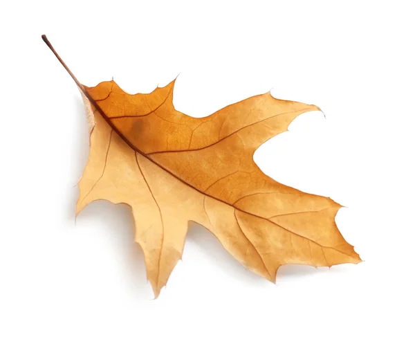 Hermosa Hoja Otoño Sobre Fondo Blanco Follaje Otoño —  Fotos de Stock