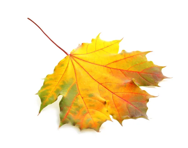 Prachtig Herfstblad Witte Achtergrond Loof Herfst — Stockfoto