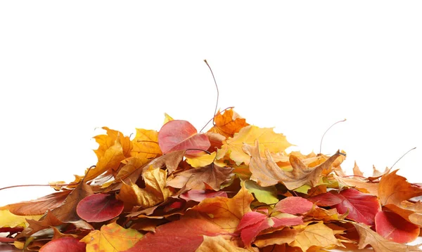 Haufen Herbstblätter Auf Weißem Hintergrund — Stockfoto