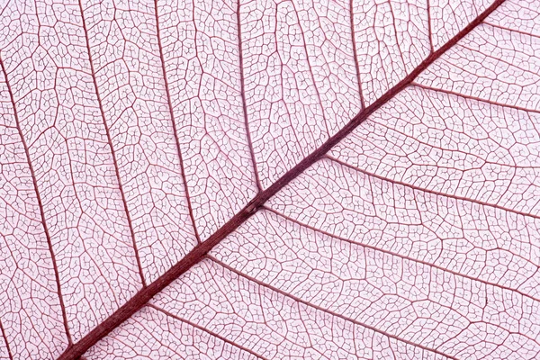 Closeup View Beautiful Decorative Skeleton Leaf — Stock Photo, Image