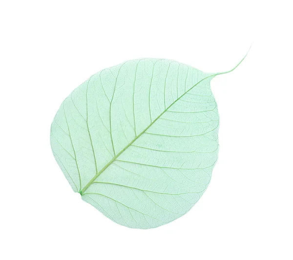 Hermosa Hoja Esqueleto Decorativo Sobre Fondo Blanco — Foto de Stock