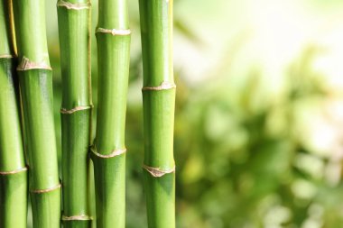 Metin için yer bulanık zemin üzerine Yeşil Bambu kaynaklanıyor