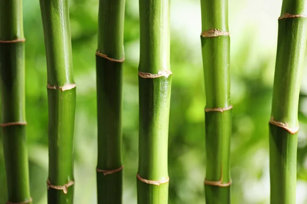 美丽的绿色竹茎在模糊的背景 — 图库照片