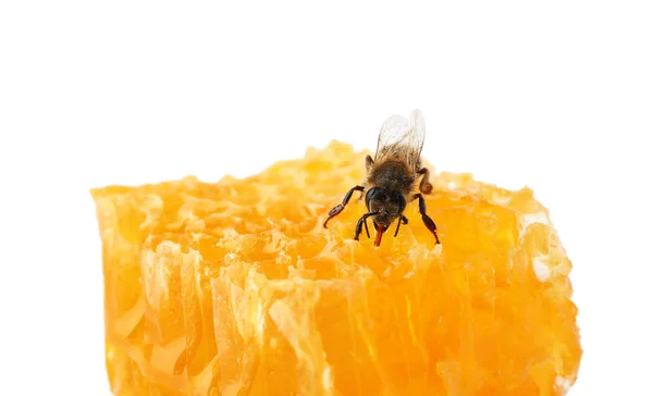蜂窝和蜜蜂在白色背景 驯养昆虫 — 图库照片