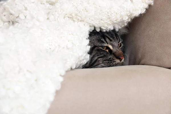 Şirin Kedi Evde Kanepe Üzerinde Battaniye Ile Sıcak Rahat Kış — Stok fotoğraf