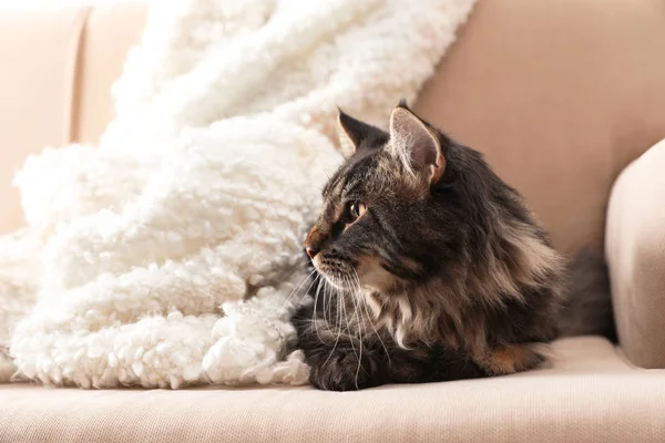 Χαριτωμένο Γάτα Κουβέρτα Στον Καναπέ Στο Σπίτι Ζεστό Και Άνετο — Φωτογραφία Αρχείου