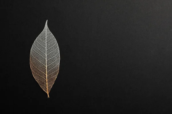 美しい装飾的なスケルトンの葉と黒い背景 トップ ビュー上のテキストのためのスペース — ストック写真