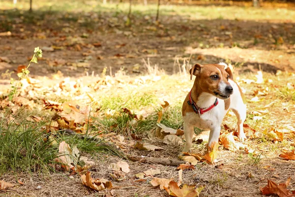 stock image Cute Jack Russell terrier in park. Autumn walk