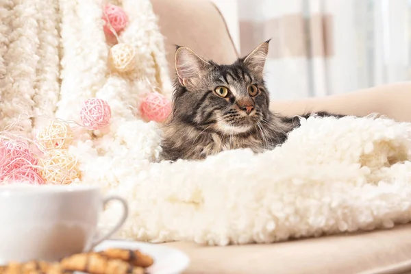Χαριτωμένο Γάτα Κουβέρτα Στον Καναπέ Στο Σπίτι Ζεστό Και Άνετο — Φωτογραφία Αρχείου