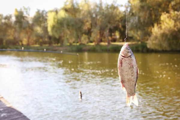 Oltaya Nehri Nde Balık Yakalamak Balıkçılık Gün — Stok fotoğraf