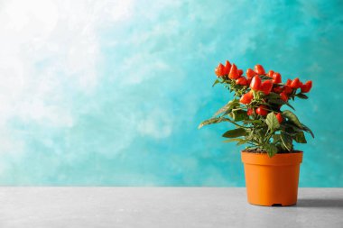 Saksı chili biber bitki masada. Metin için yer