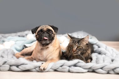 Sevimli kedi ve pug köpek evde katta battaniye ile. Sıcacık kış