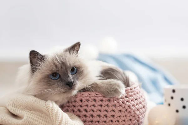 집에서 바구니에 담요와 귀여운 고양이 따뜻하고 아늑한 — 스톡 사진