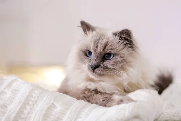 Милая Кошка Лежит Дома Трикотажном Одеяле Теплая Уютная Зима — стоковое фото