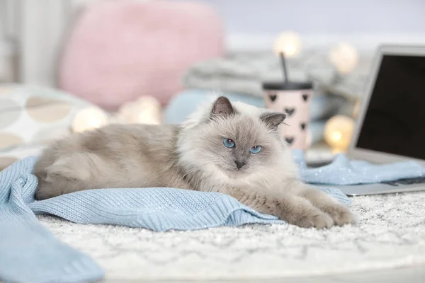 Χαριτωμένο Γάτα Ξαπλωμένη Πλεκτό Πουλόβερ Στο Σπίτι Ζεστό Και Άνετο — Φωτογραφία Αρχείου