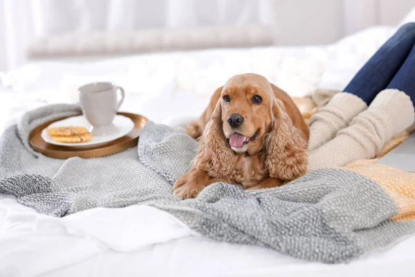暖かい毛布が自宅のベッドの上の所有者の近くに横たわってかわいいコッカー スパニエル犬 居心地の良い冬 — ストック写真
