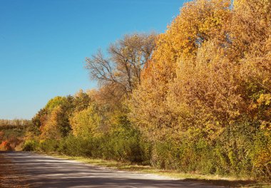 Güzel bir ülke road ve sonbahar orman manzarası