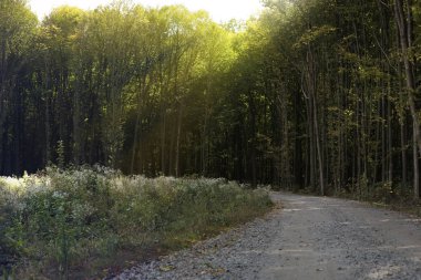 Güzel orman yatay, güneşli bir gün yolda