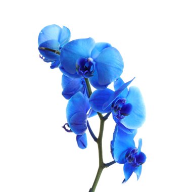 Beyaz arka planda tropikal orkide çiçekleri olan bir dal.