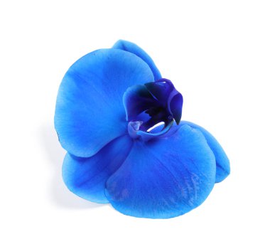 Beyaz arka plan üzerinde güzel tropikal orkide çiçek