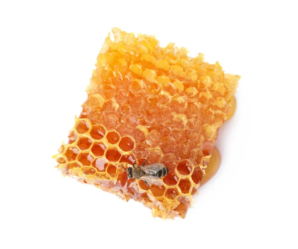 Honeycomb Bee Bílém Pozadí Pohled Shora Domácí Hmyz — Stock fotografie