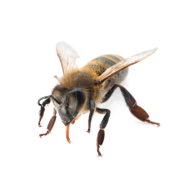 Schöne Honigbiene Auf Weißem Hintergrund Domestiziertes Insekt — Stockfoto