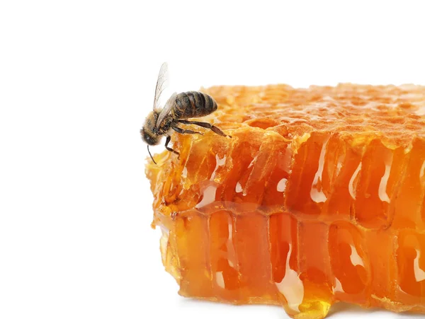 Méhsejt Méh Fehér Háttér Háziasított Rovar — Stock Fotó