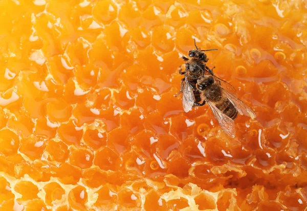 Schöne Bienen Auf Waben Nahaufnahme Domestizierte Insekten — Stockfoto