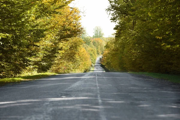 Belle Vue Sur Route Campagne Forêt Automne — Photo