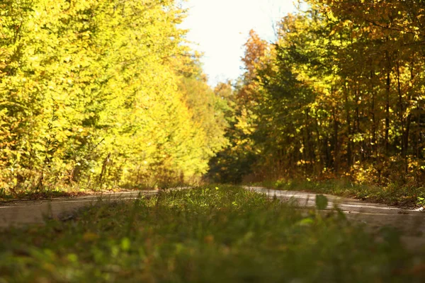 Belle Vue Sur Route Campagne Forêt Automne — Photo