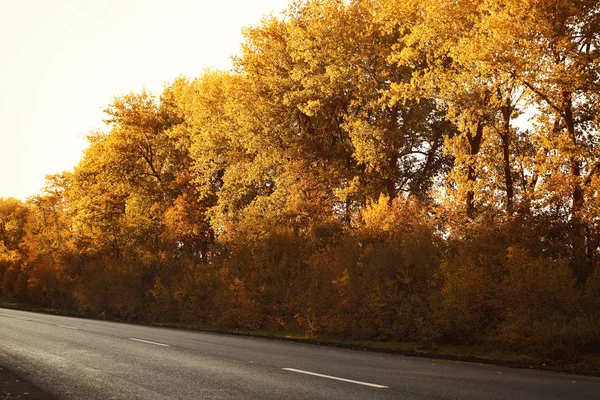 Beautiful View Asphalt Road Autumn Forest — Stock Photo, Image