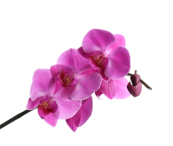 Ramo Con Bellissimi Fiori Orchidea Tropicale Sfondo Bianco — Foto Stock