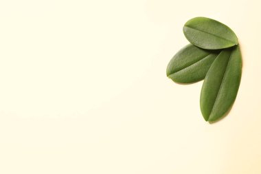 Yeşil orkide yaprakları renk arka plan, metin için yer ile üstten görünüm üzerinde. Tropikal bitki