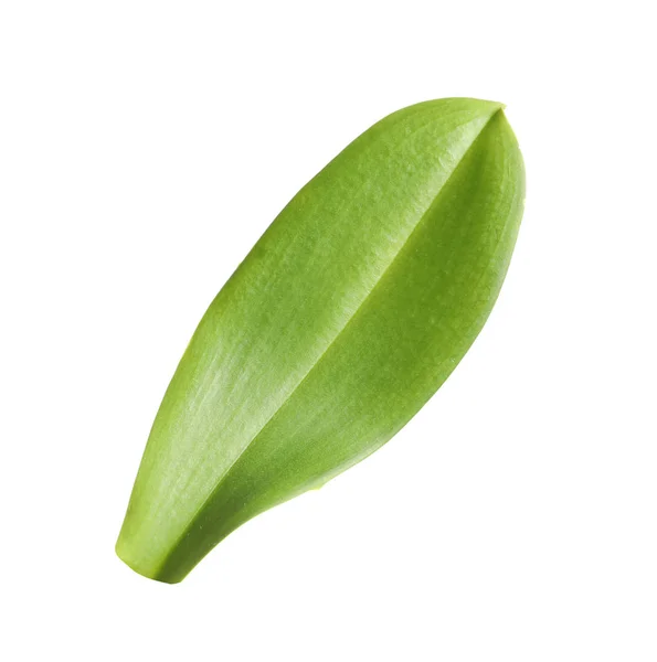 Grünes Orchideenblatt Auf Weißem Hintergrund Tropische Pflanze — Stockfoto