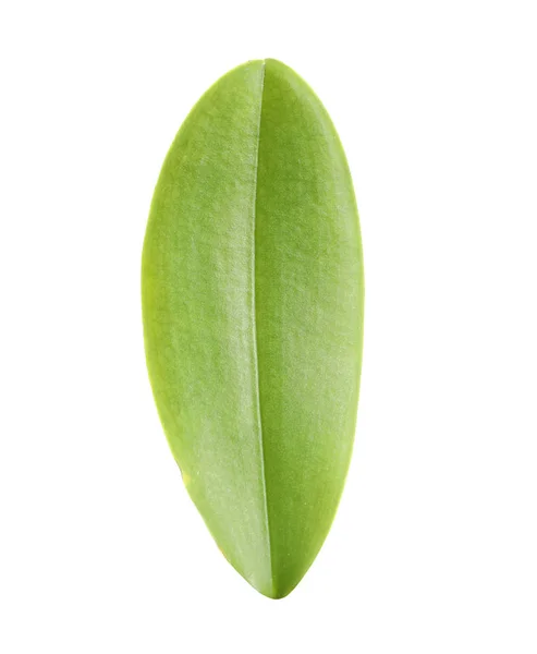 Green Orchid Leaf White Background Tropical Plant — Stock Photo, Image