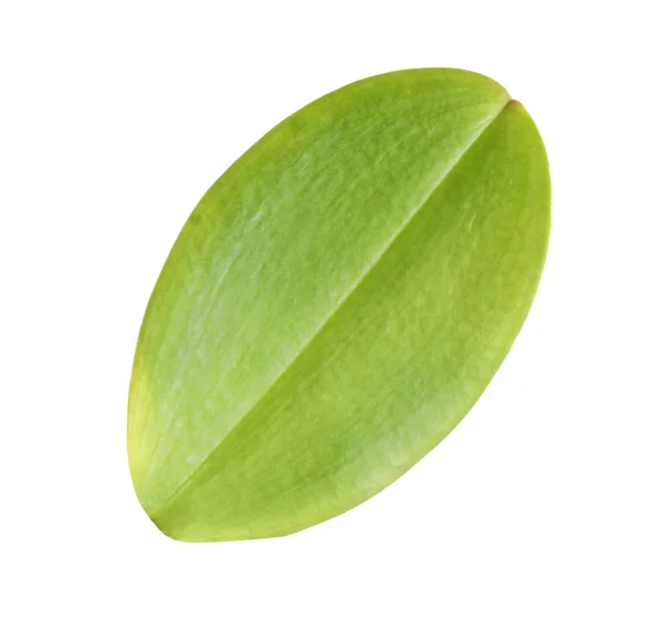 Grünes Orchideenblatt Auf Weißem Hintergrund Tropische Pflanze — Stockfoto