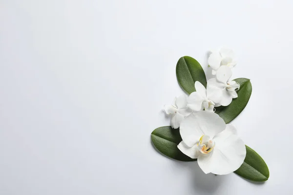 Prachtige Orchidee Bloeit Met Bladeren Een Witte Achtergrond Bovenaanzicht Tropische — Stockfoto