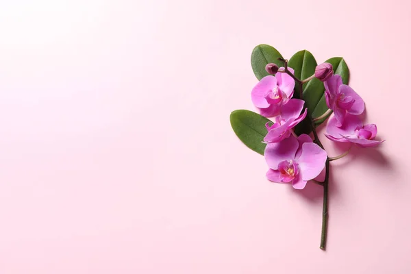 Prachtige Orchidee Bloeit Met Bladeren Kleur Achtergrond Bovenaanzicht Met Ruimte — Stockfoto