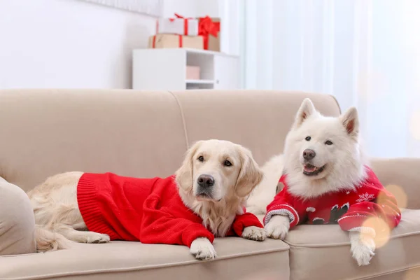 집에서 소파에 따뜻한 스웨터에 귀여운 강아지 크리스마스 — 스톡 사진