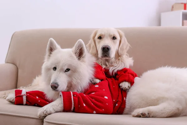 집에서 소파에 따뜻한 스웨터에 귀여운 강아지 크리스마스 — 스톡 사진