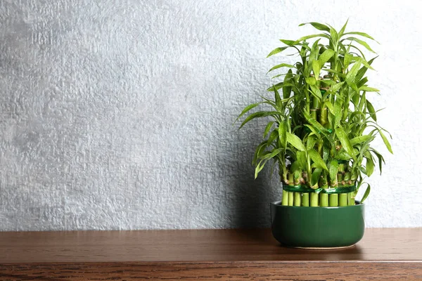 Asztal Cserepes Bambusz Növény Színes Fal Közelében Hely Szöveg — Stock Fotó