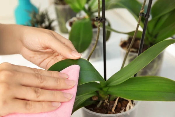 Kvinde Tager Sig Orkideer Plante Vindueskarm Closeup - Stock-foto
