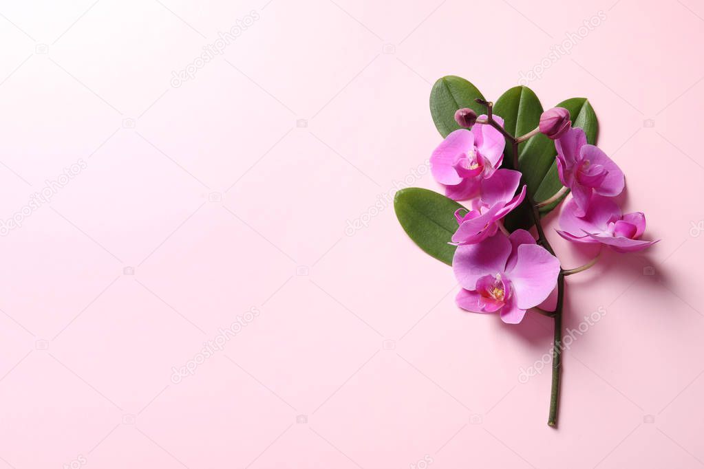 Beautiful orchid flowers with leaves on color background, top view with space for text. Tropical plant