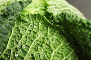 Taze yeşil savoy lahana arka plan, closeup olarak