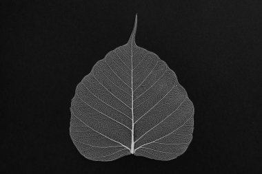 Siyah arka planda güzel dekoratif iskelet yaprağı, üst görünüm