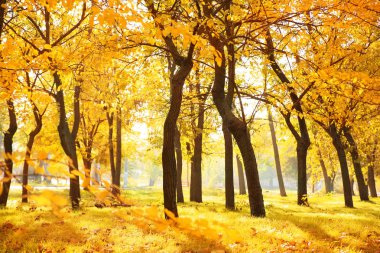 Güzel sonbahar manzara ağaçlar ve kuru yerde yaprak