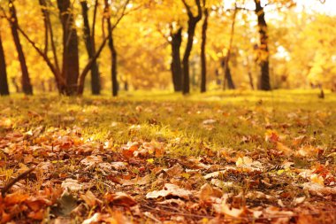 Güzel Park zeminde sonbahar yaprakları
