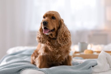 Cocker Spaniel köpek evde yatakta sıcak battaniye ile. Sıcacık kış